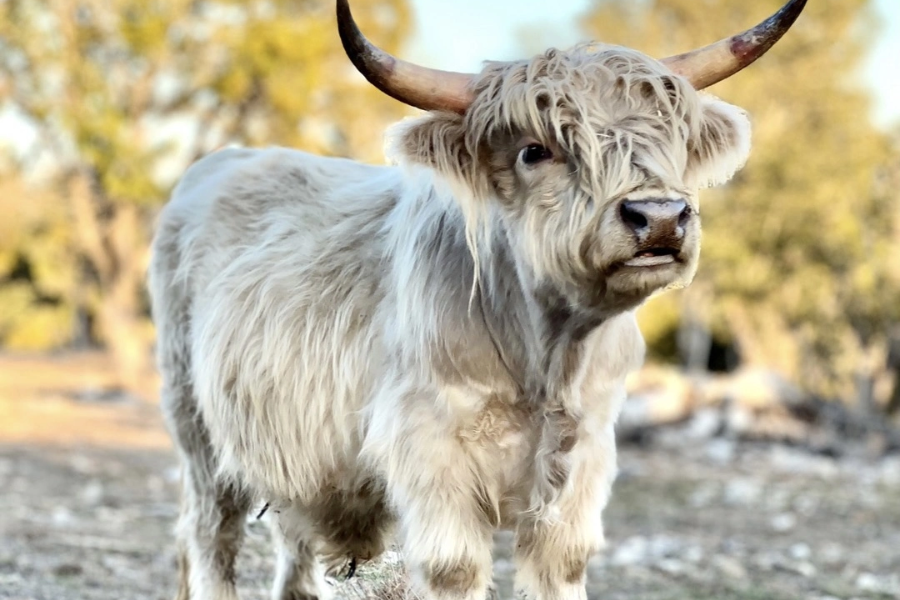 miniature highland cow
