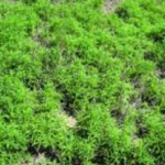 methylated seed oil