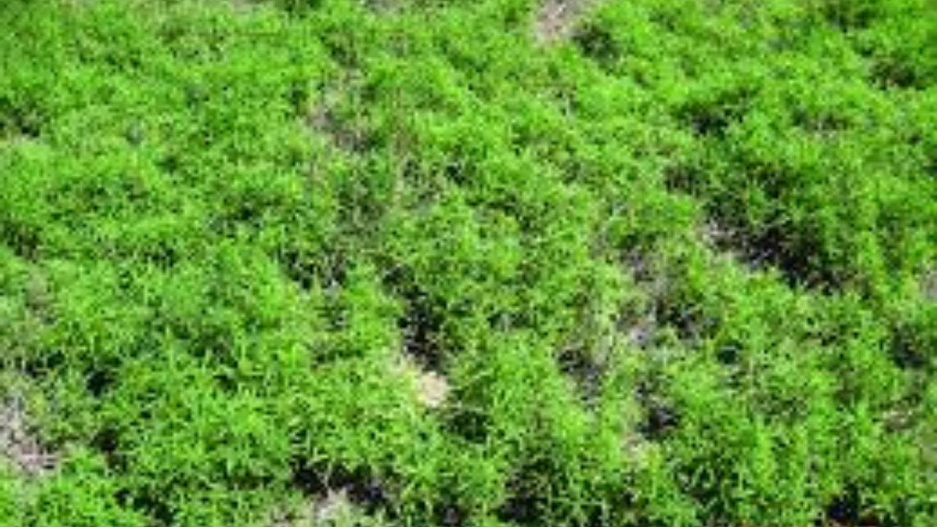 methylated seed oil
